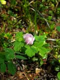 Rosa acicularis