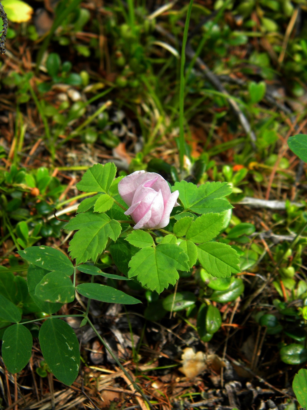 Image of Rosa acicularis specimen.