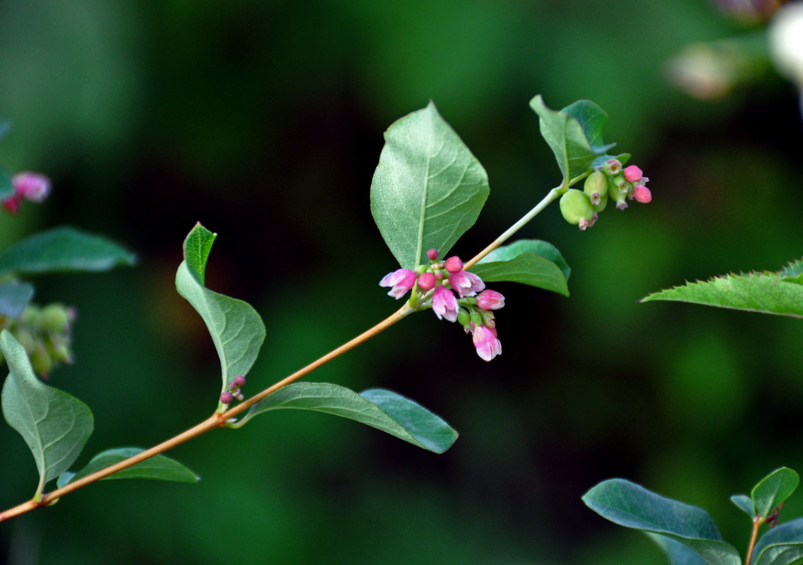 Изображение особи Symphoricarpos albus var. laevigatus.