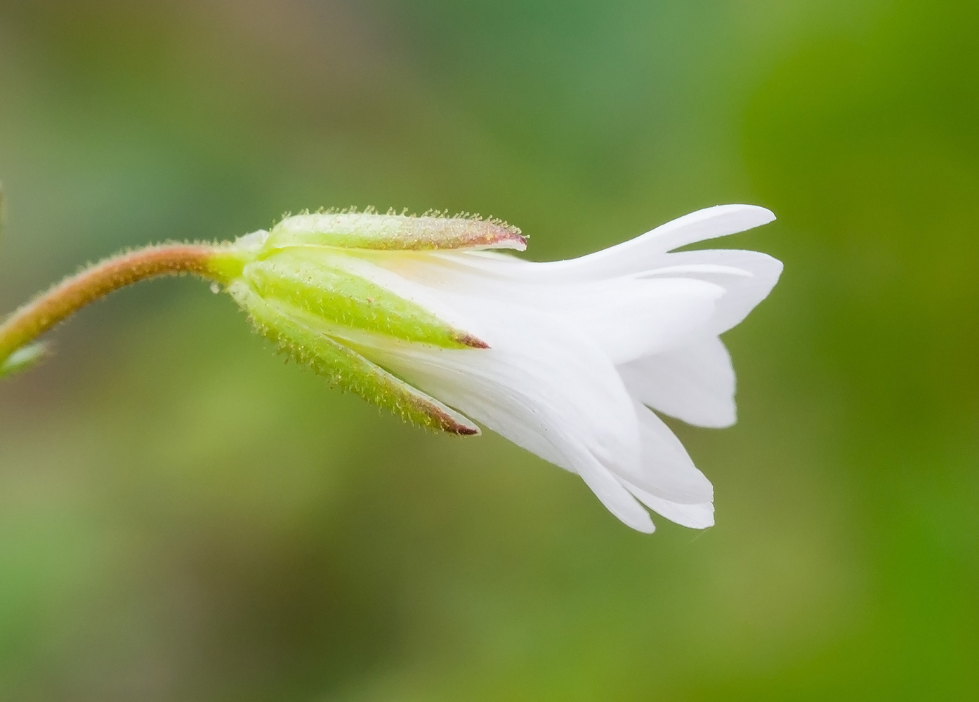 Изображение особи Dichodon viscidum.