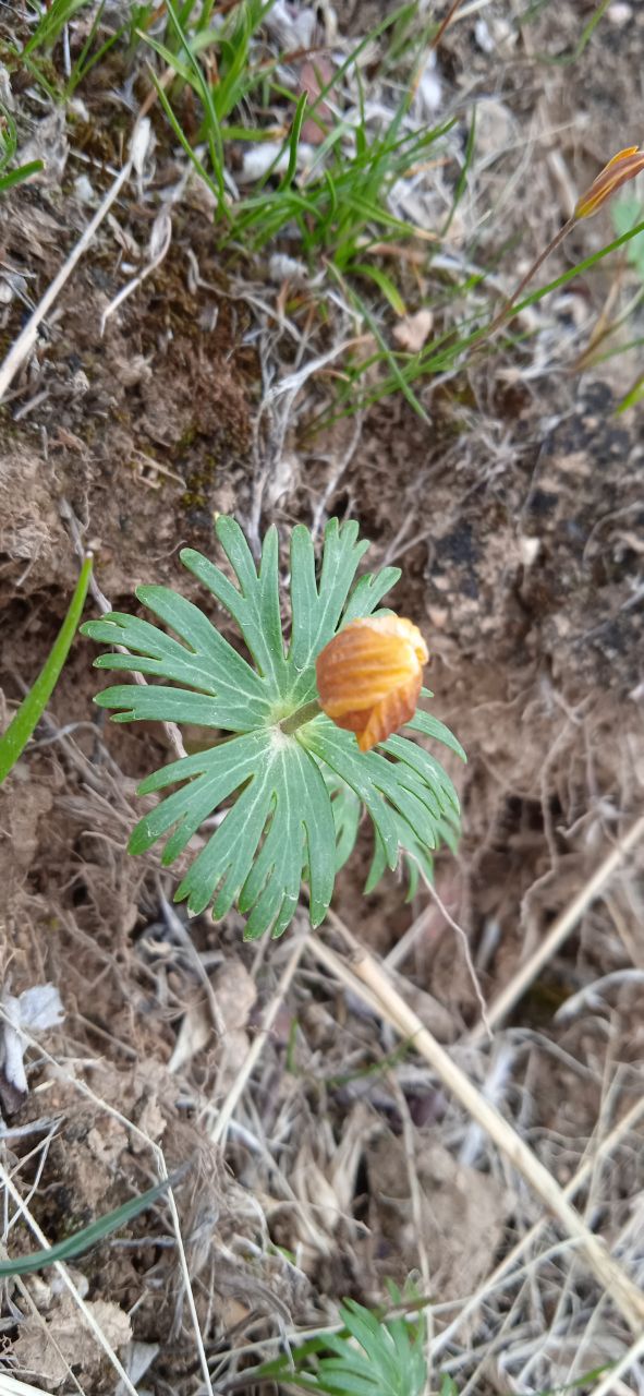 Image of Eranthis longistipitata specimen.