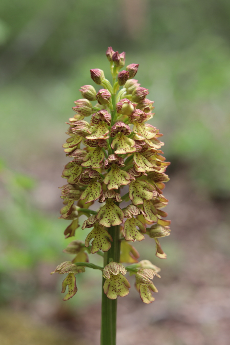 Изображение особи Orchis &times; wulffiana.