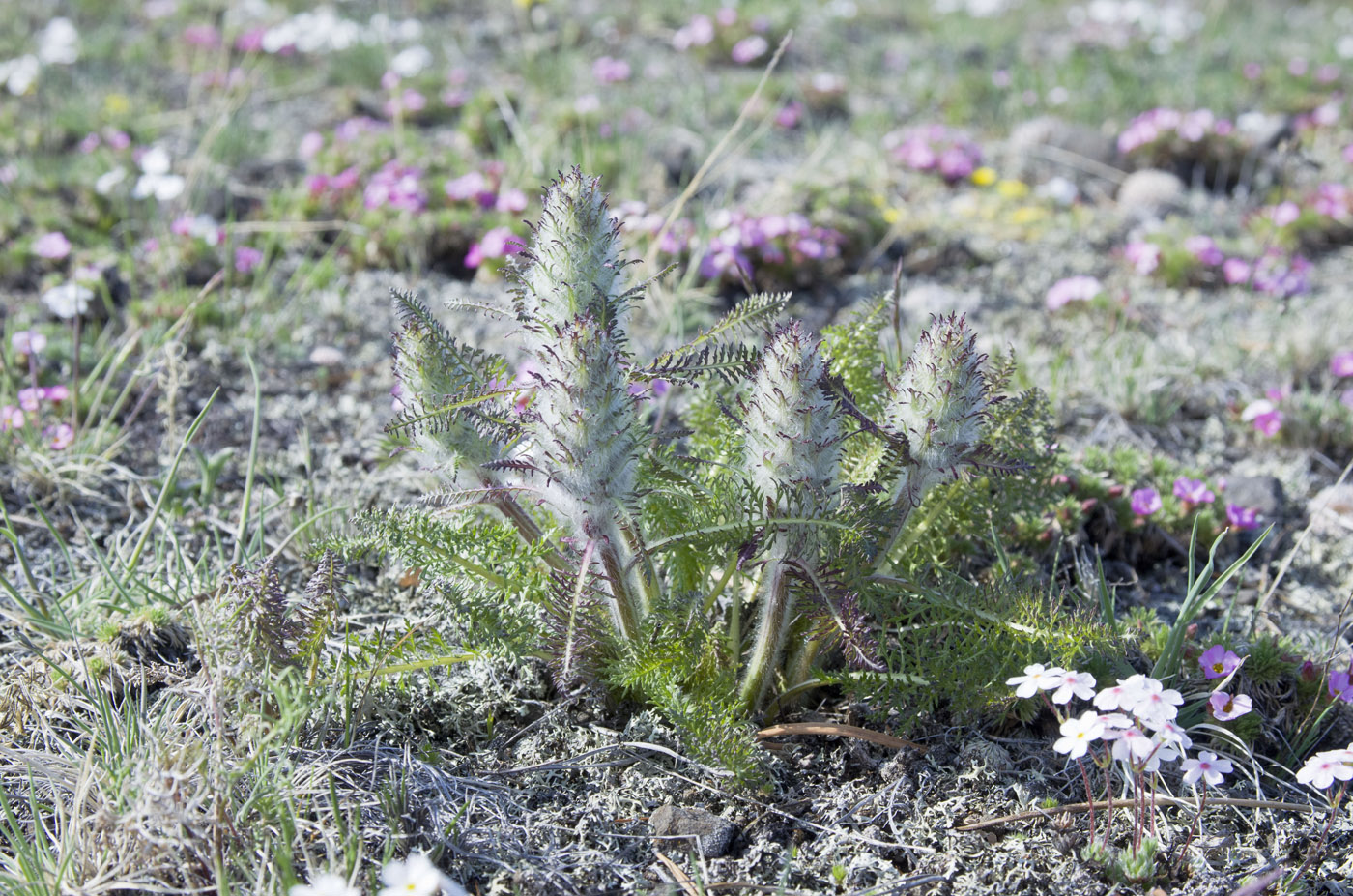 Изображение особи Pedicularis rubens.