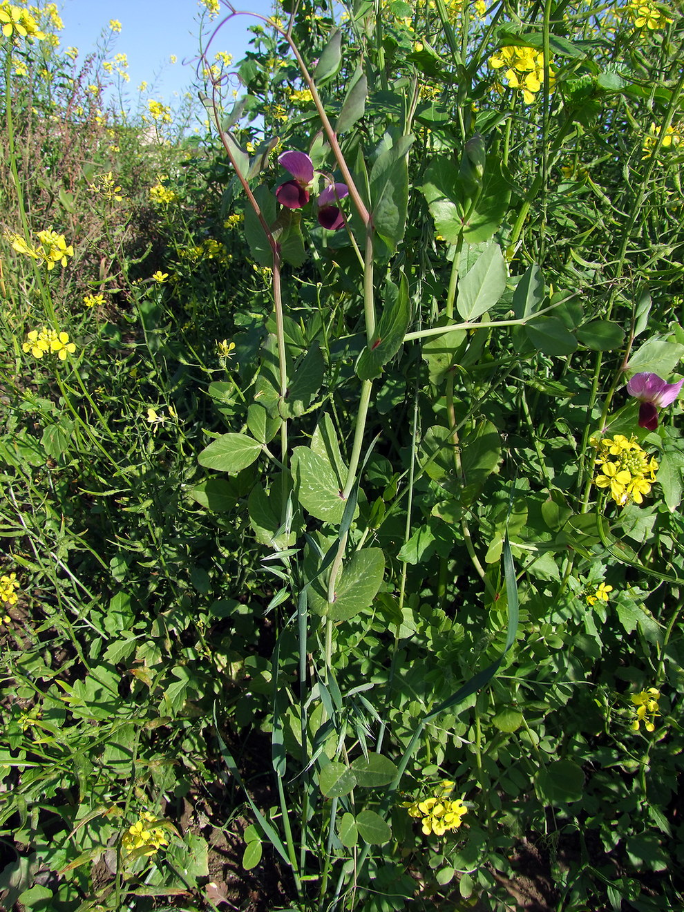 Изображение особи Pisum sativum.