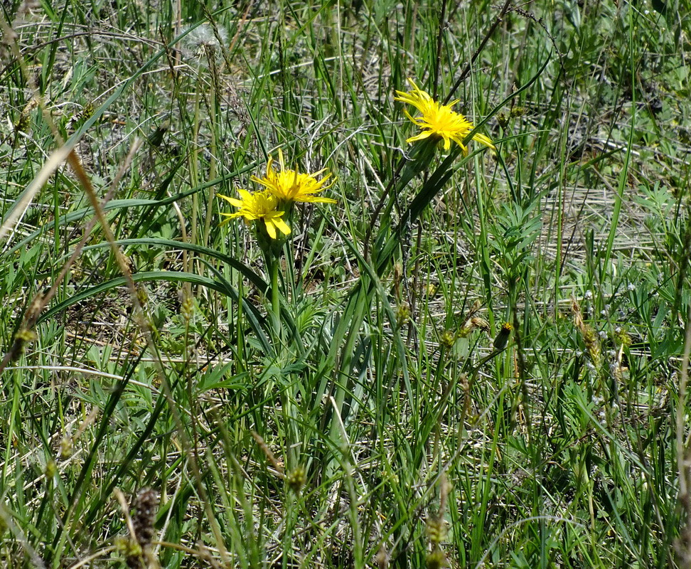 Image of genus Scorzonera specimen.