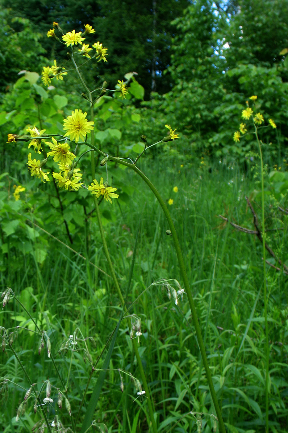 Изображение особи Crepis praemorsa.