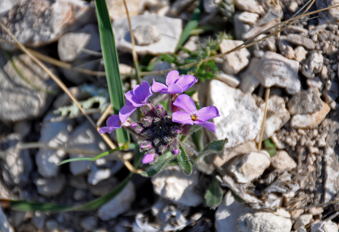 Image of Clausia aprica specimen.