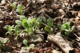 Senecio viscosus