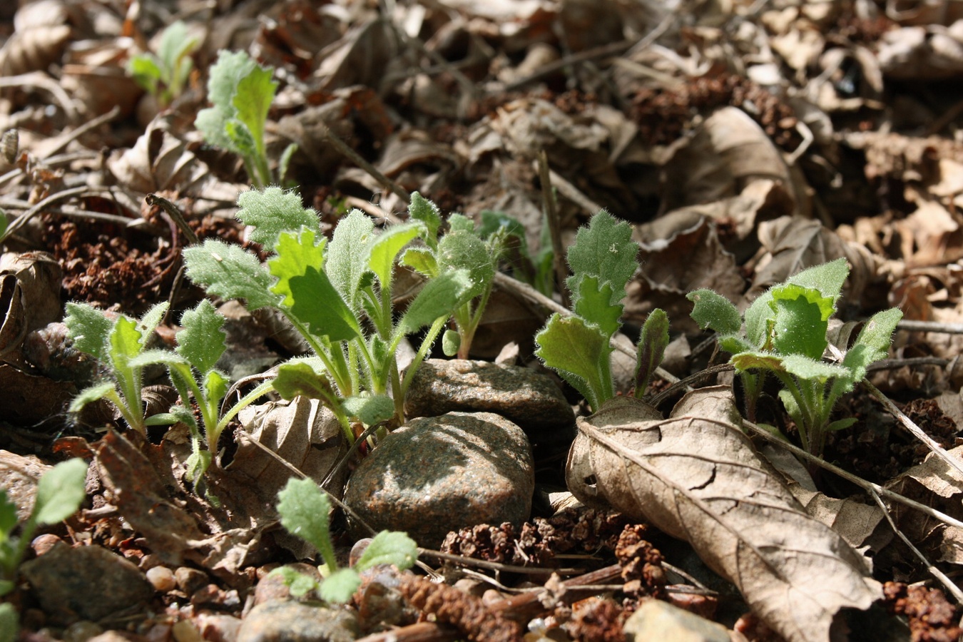 Изображение особи Senecio viscosus.