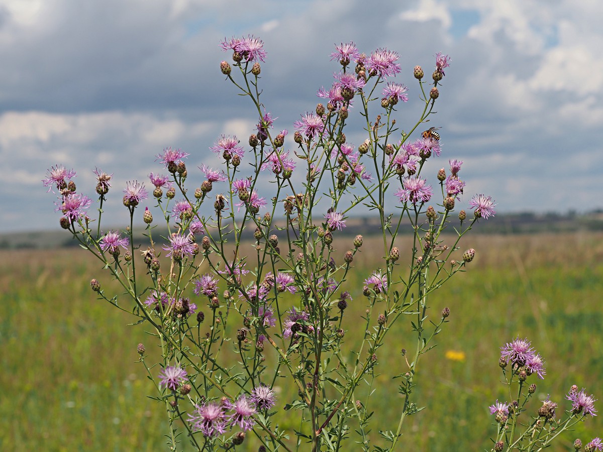 Изображение особи Centaurea stoebe.