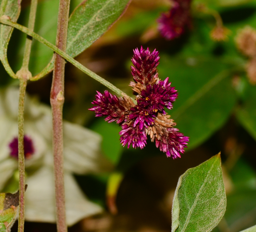 Изображение особи Alternanthera porrigens.