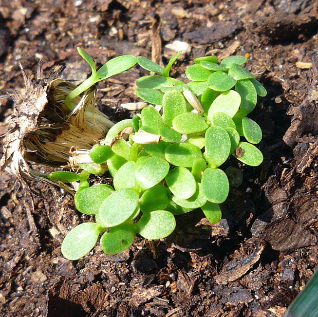 Изображение особи Cirsium setosum.