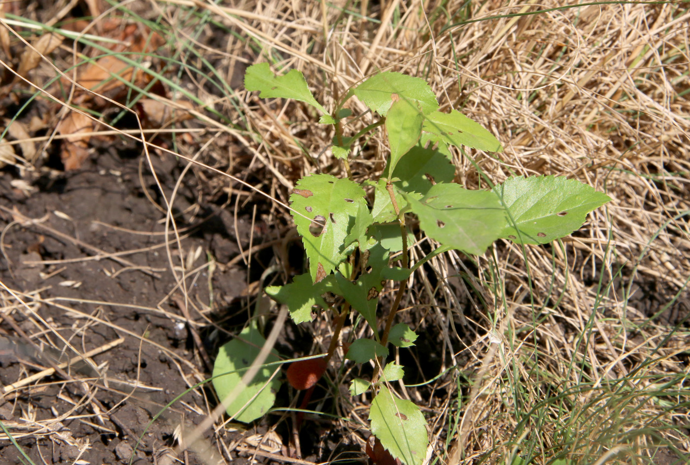 Image of Chaenomeles japonica specimen.
