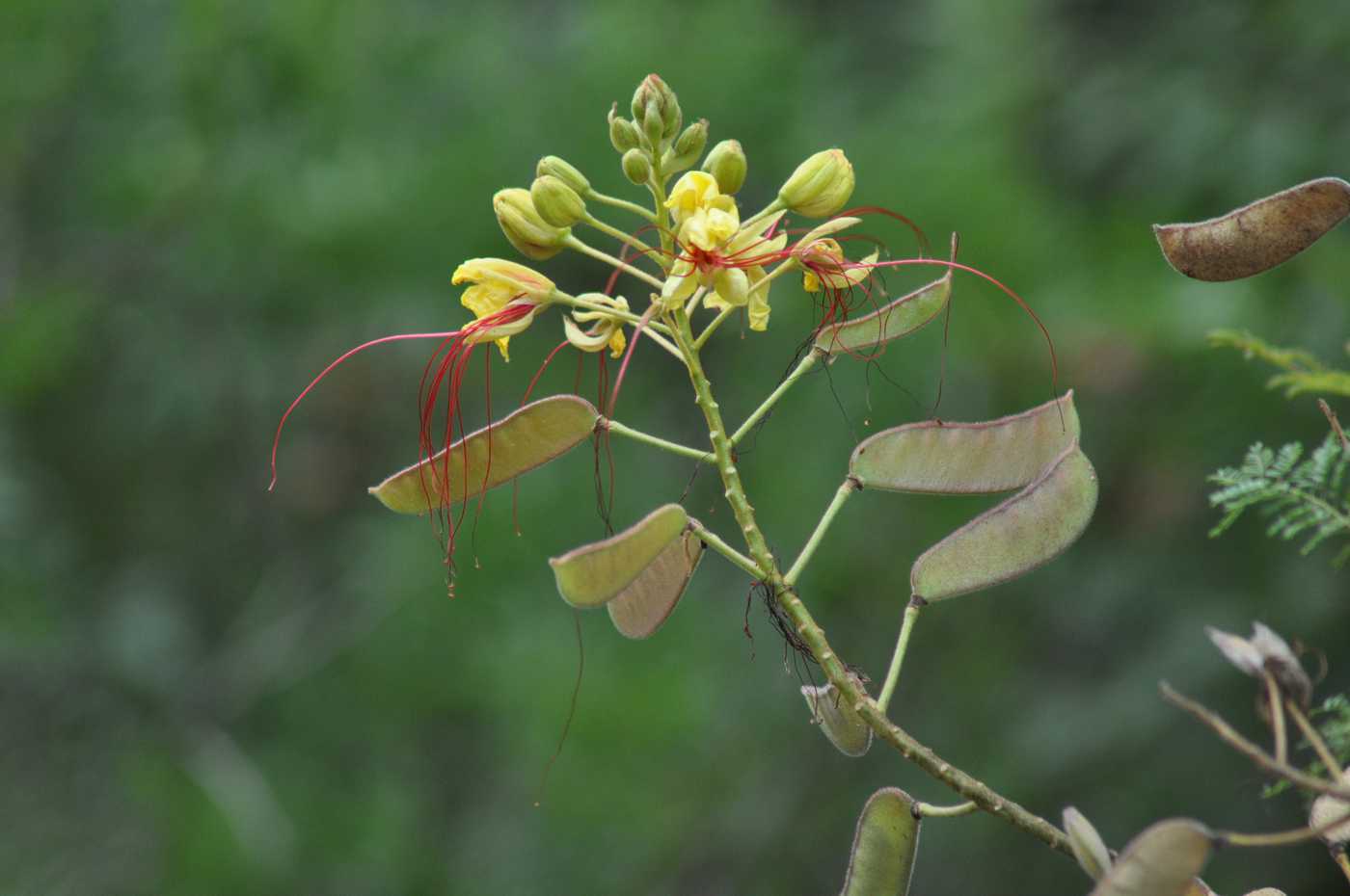 Изображение особи Caesalpinia gilliesii.