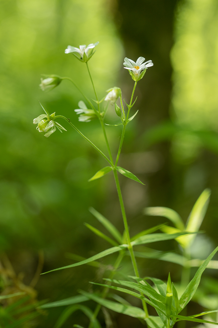 Image of Stellaria holostea specimen.