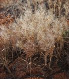 Boissiera squarrosa