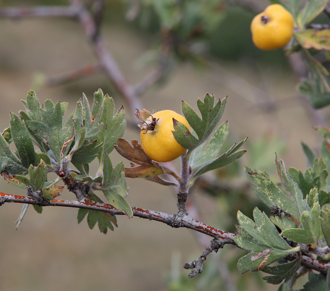 Изображение особи Crataegus pojarkovae.