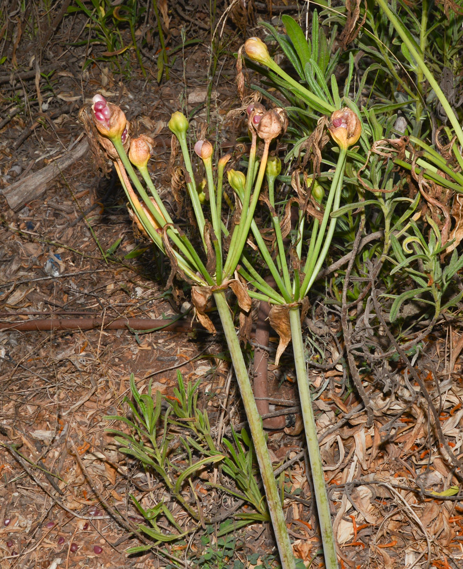 Image of Amaryllis belladonna specimen.