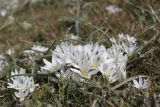 Ornithogalum fimbriatum