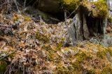 genus Peltigera. Слоевище среди камней на подушке из Rhytidium rugosum. Республика Башкортостан, Белорецкий р-н, Шигаевский сельсовет, окр. дер. Хусаиново, нижняя часть скального гребня горы Куксапкан. 5 ноября 2021 г.