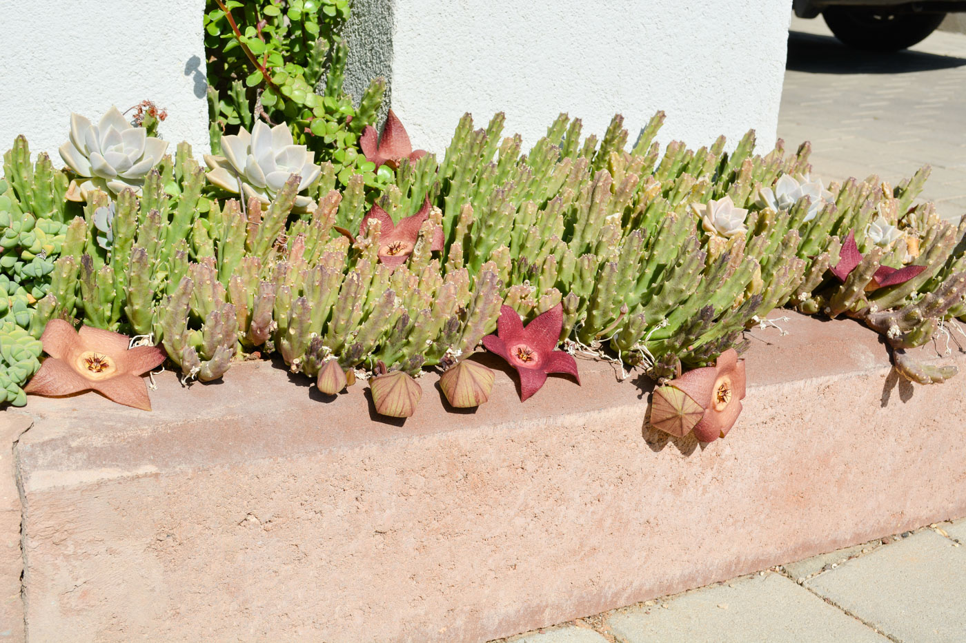 Image of genus &times; Orbelia specimen.