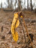 Bupleurum subspecies aureum