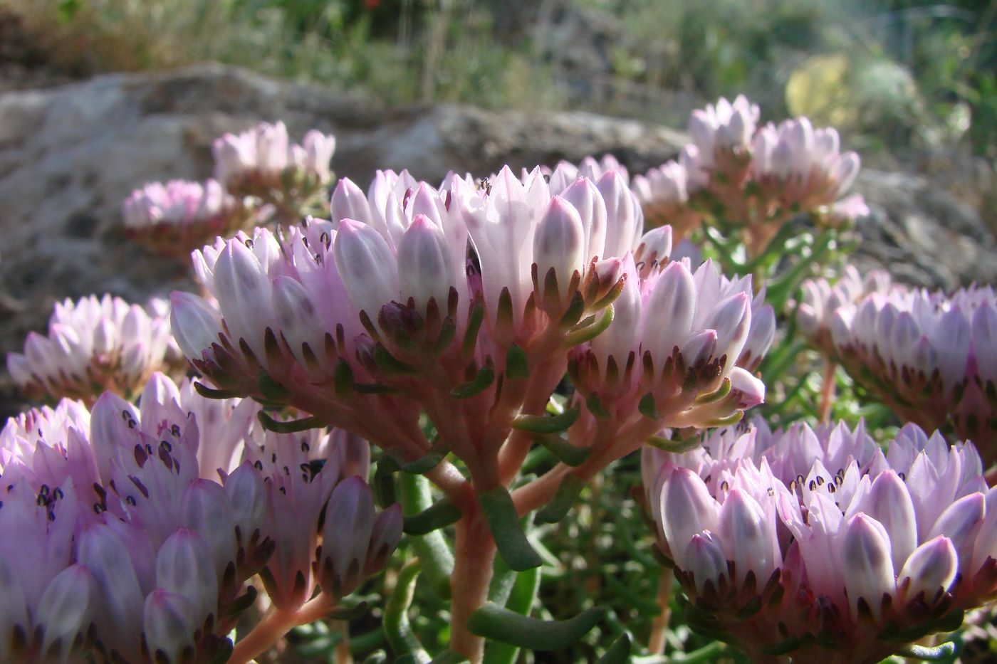 Image of Pseudosedum fedtschenkoanum specimen.