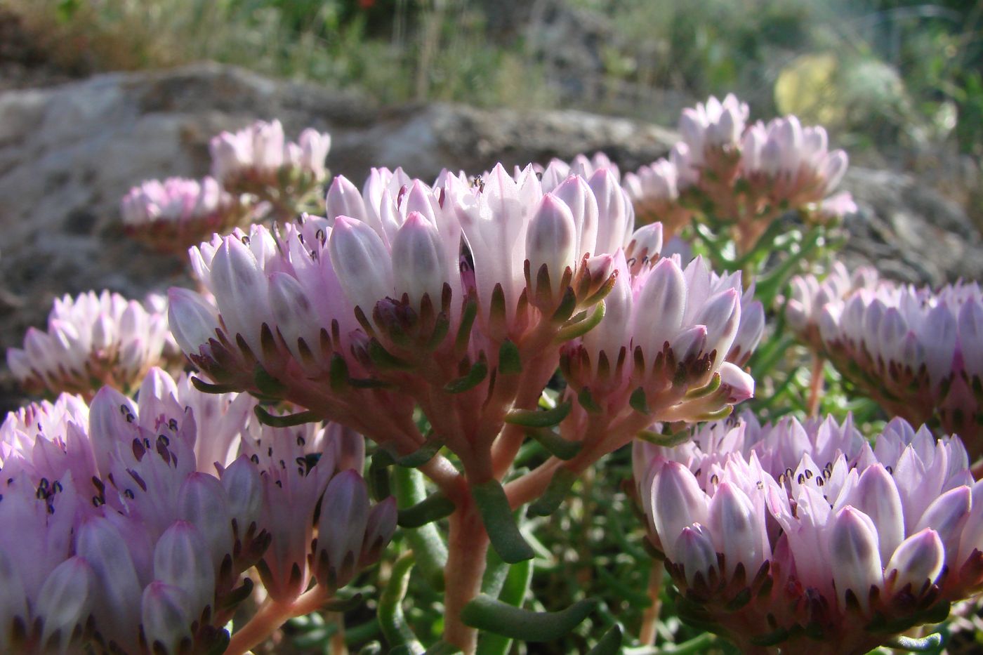 Изображение особи Pseudosedum fedtschenkoanum.