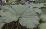 Petasites japonicus