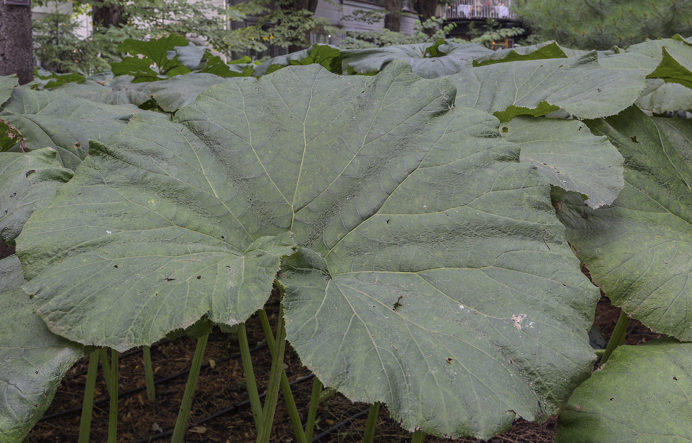 Изображение особи Petasites japonicus.