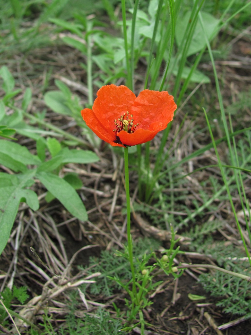 Image of Roemeria refracta specimen.