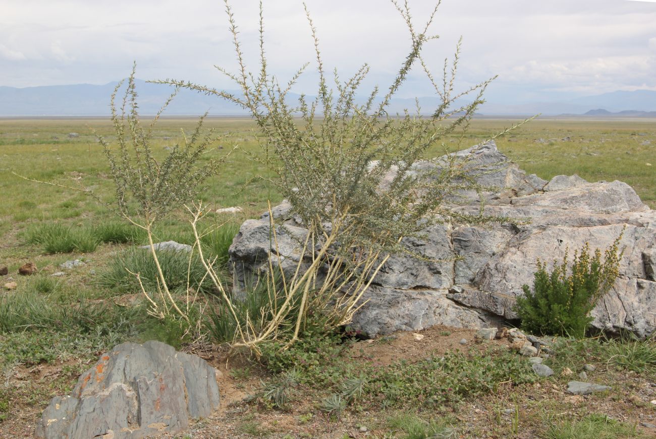 Image of Caragana pygmaea specimen.