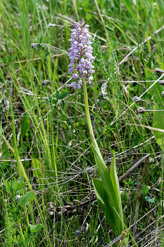 Изображение особи Orchis militaris.