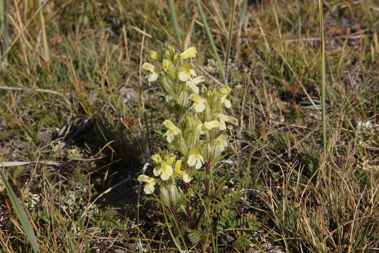 Изображение особи Pedicularis abrotanifolia.