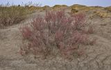 genus Tamarix. Расцветающие растения. Калмыкия, Лаганский р-н, низовья р. Кума, песчаный склон. 22.04.2021.