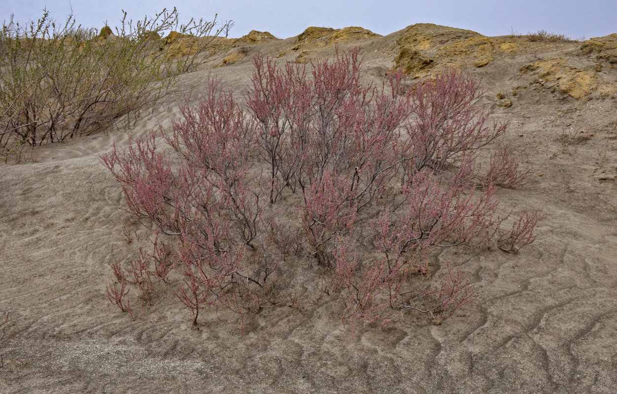 Image of genus Tamarix specimen.