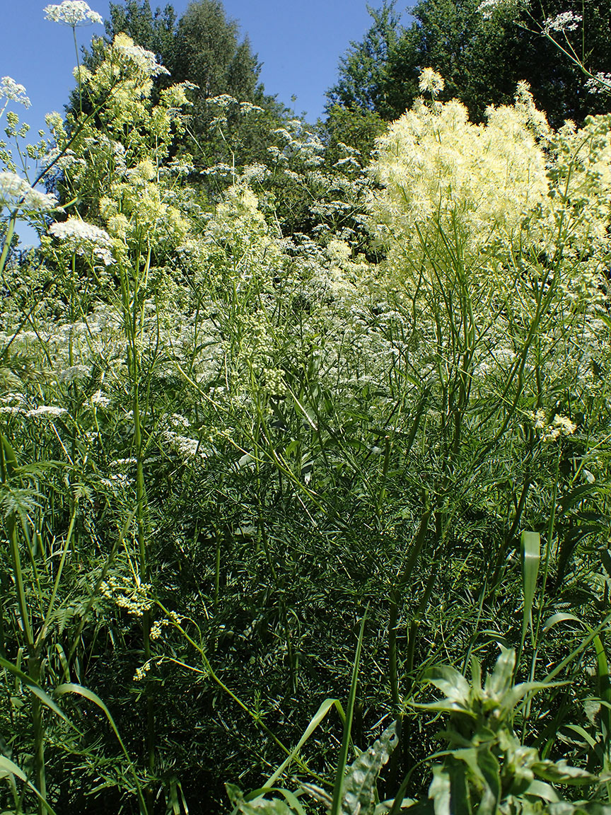 Image of Thalictrum lucidum specimen.