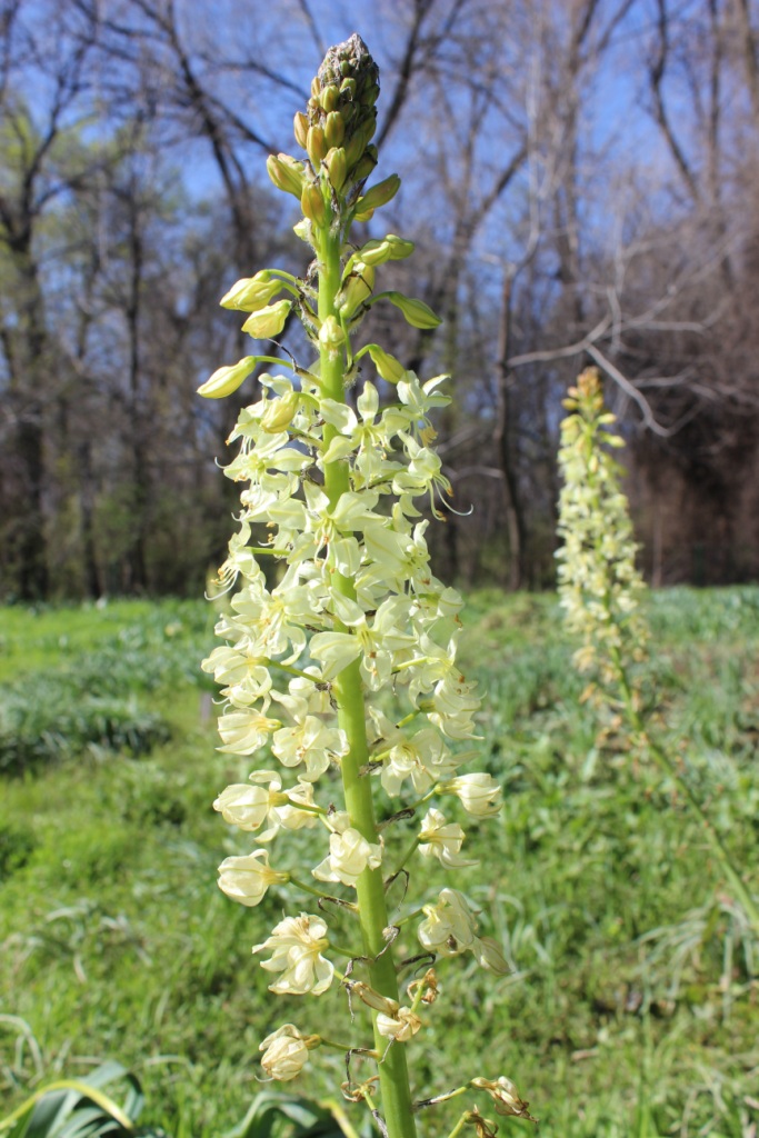 Изображение особи Eremurus lachnostegius.