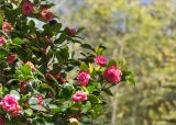 Camellia japonica. Часть кроны цветущего растения. Абхазия, г. Сухум, Сухумский ботанический сад, в культуре. 14.05.2021.