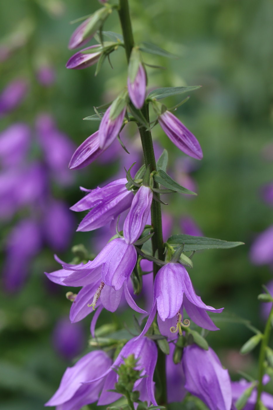 Image of Campanula rapunculoides specimen.