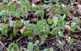 Asarum europaeum