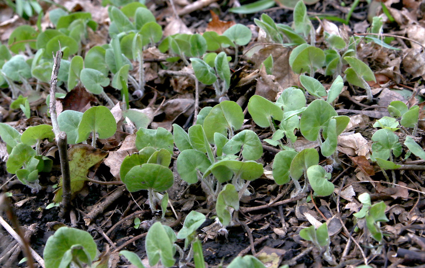 Image of Asarum europaeum specimen.