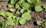 Doronicum orientale