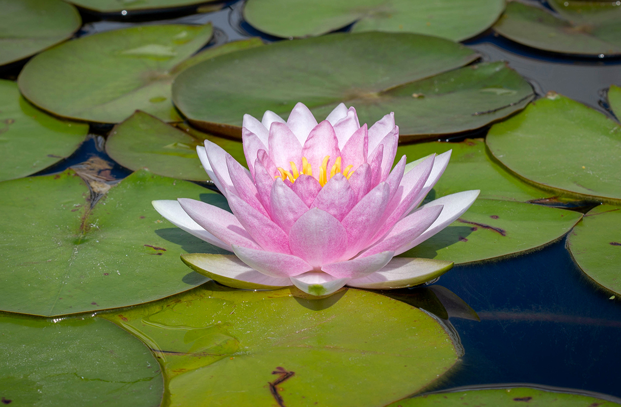 Image of Nymphaea odorata specimen.