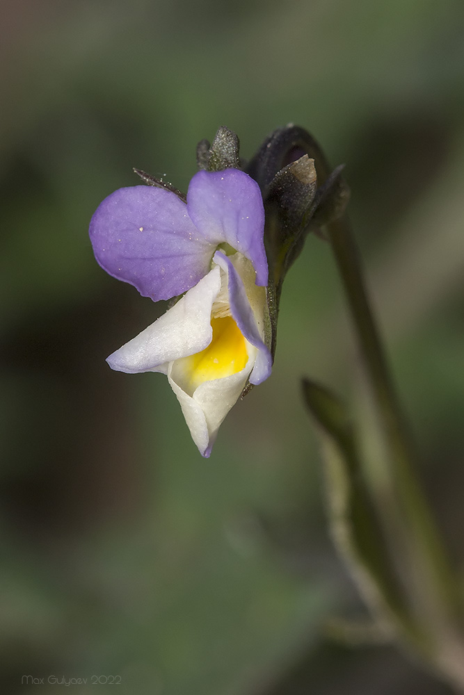 Изображение особи Viola kitaibeliana.