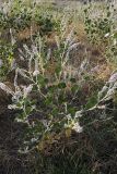 Psoralea drupacea. Цветущее растение. Южный Казахстан, нижний Боролдай, 2 км выше пос. Коктюбе. 23.06.2010.