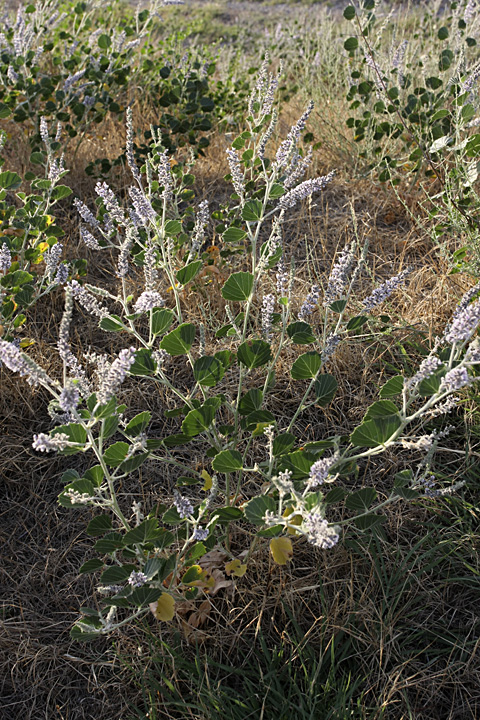 Изображение особи Psoralea drupacea.