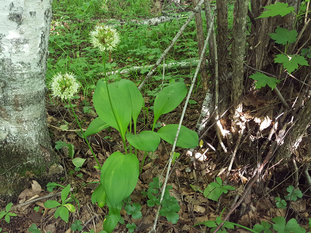 Image of Allium ochotense specimen.