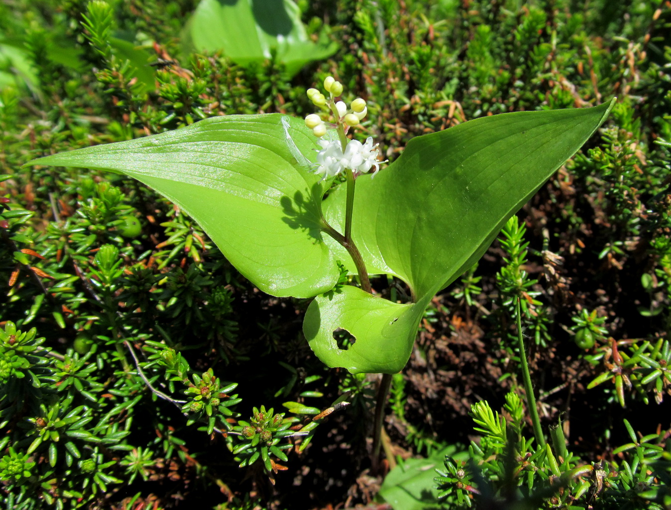 Image of Maianthemum dilatatum specimen.