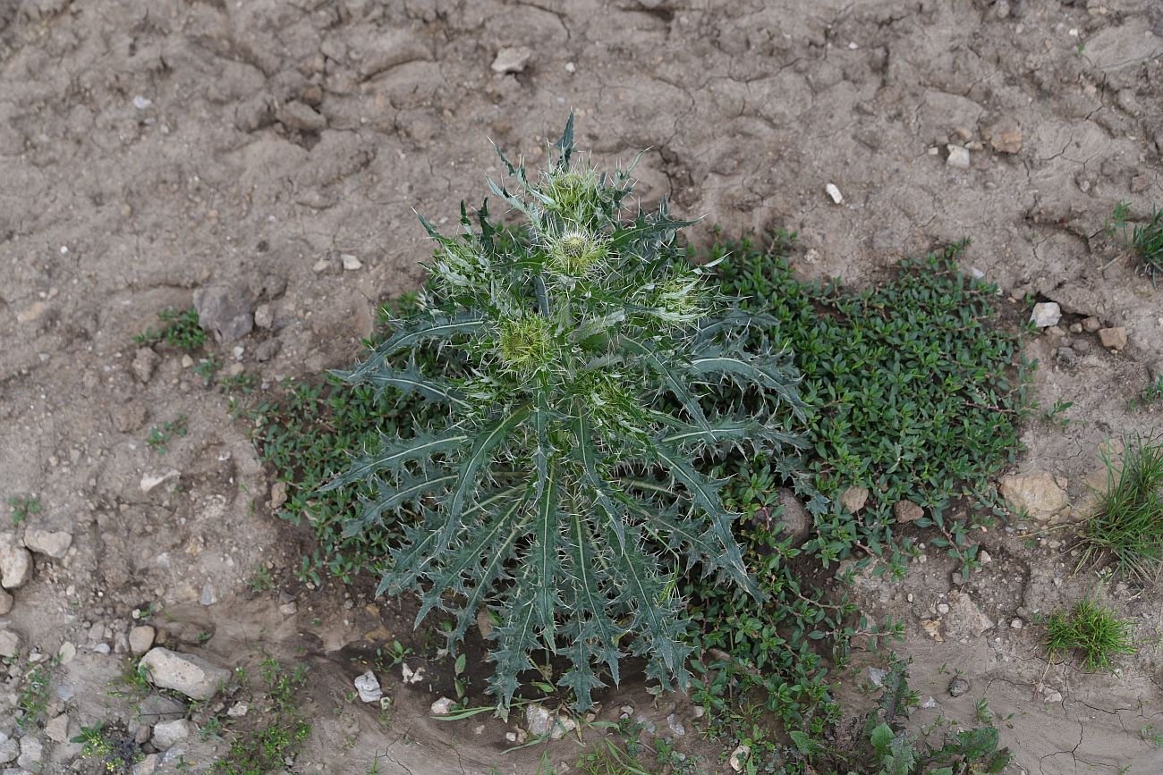 Изображение особи род Cirsium.